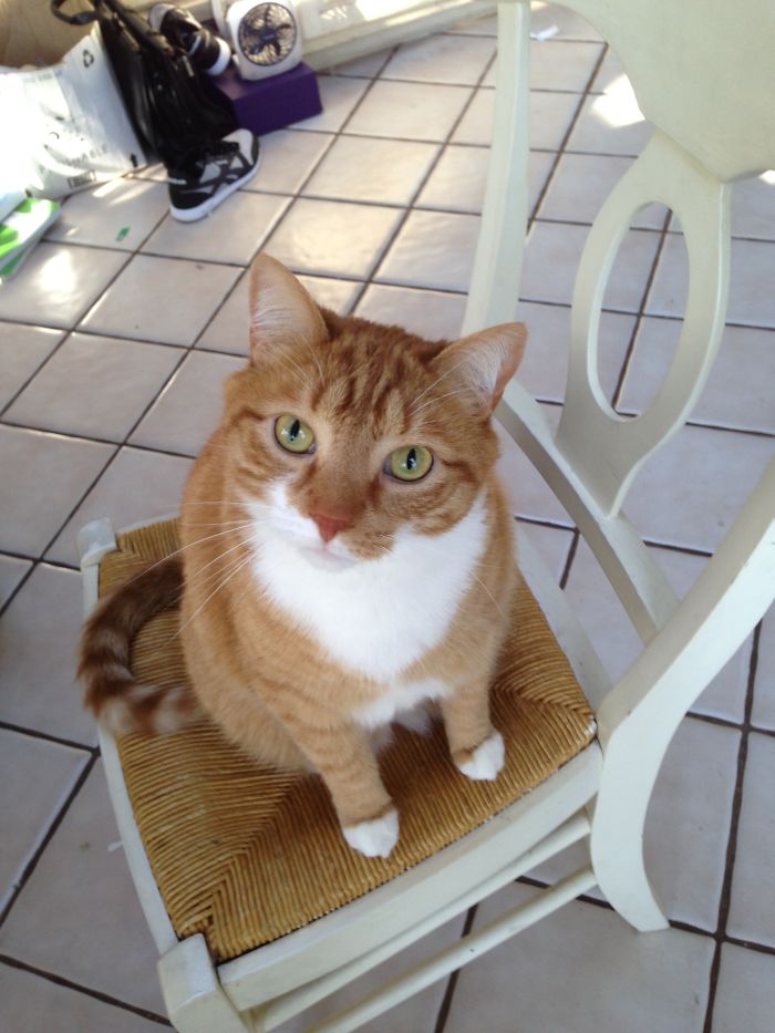 114 Of The Most Famous Cats On The Internet