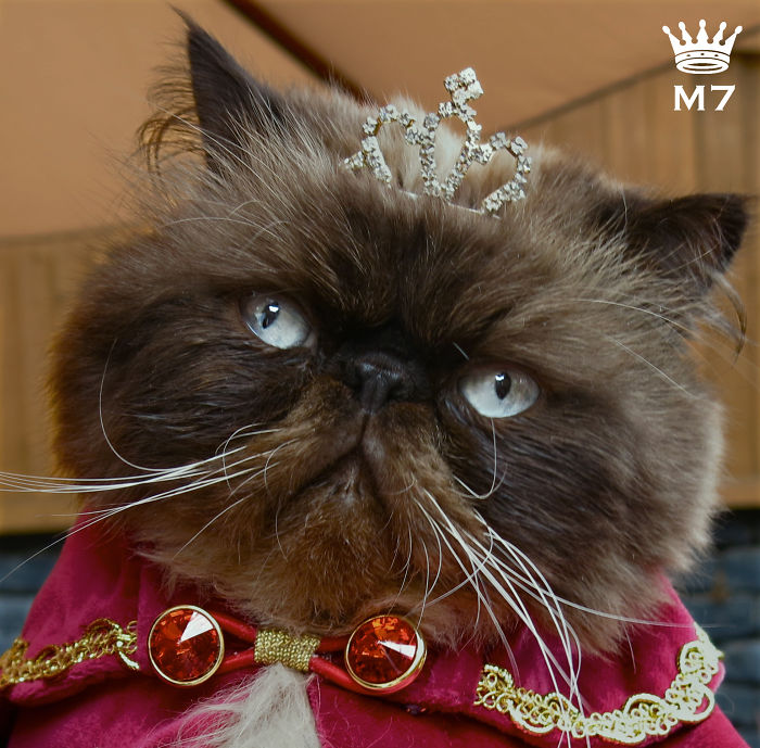 114 Of The Most Famous Cats On The Internet
