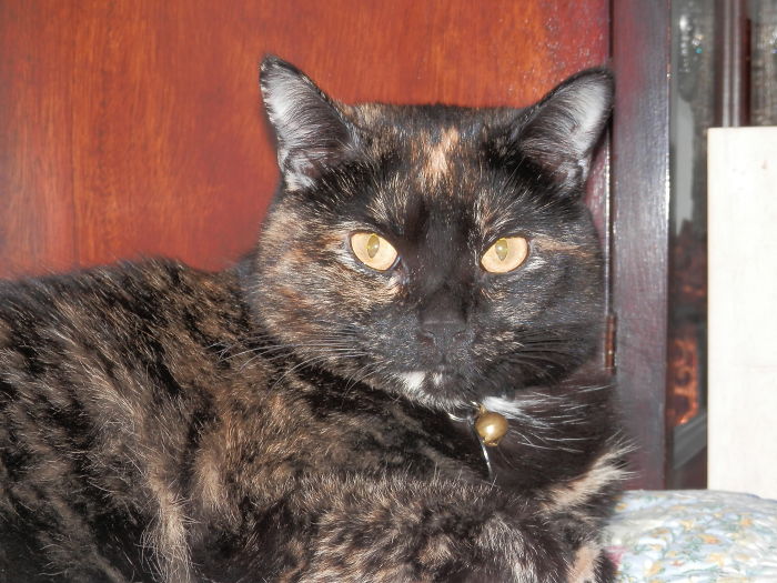114 Of The Most Famous Cats On The Internet