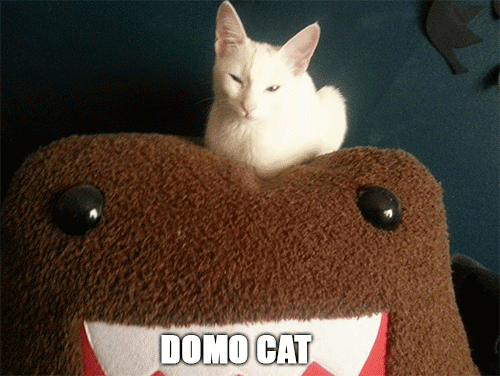 114 Of The Most Famous Cats On The Internet