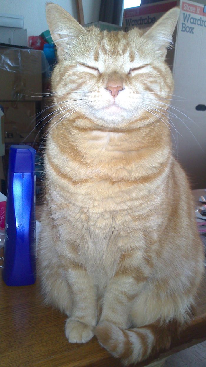 114 Of The Most Famous Cats On The Internet