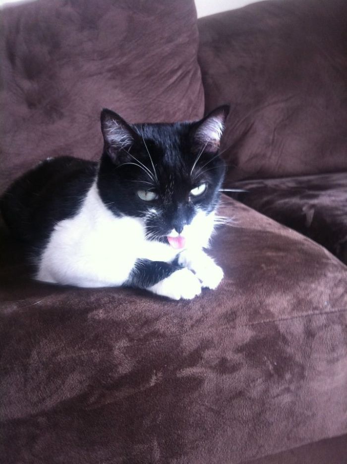 114 Of The Most Famous Cats On The Internet