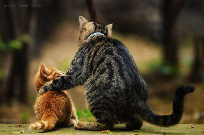 114 Of The Most Famous Cats On The Internet