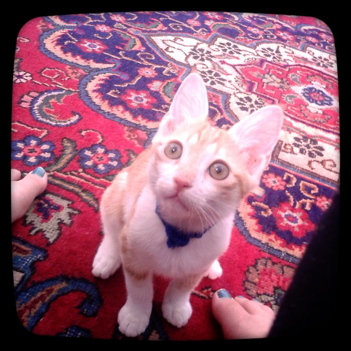 114 Of The Most Famous Cats On The Internet