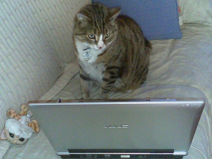 114 Of The Most Famous Cats On The Internet