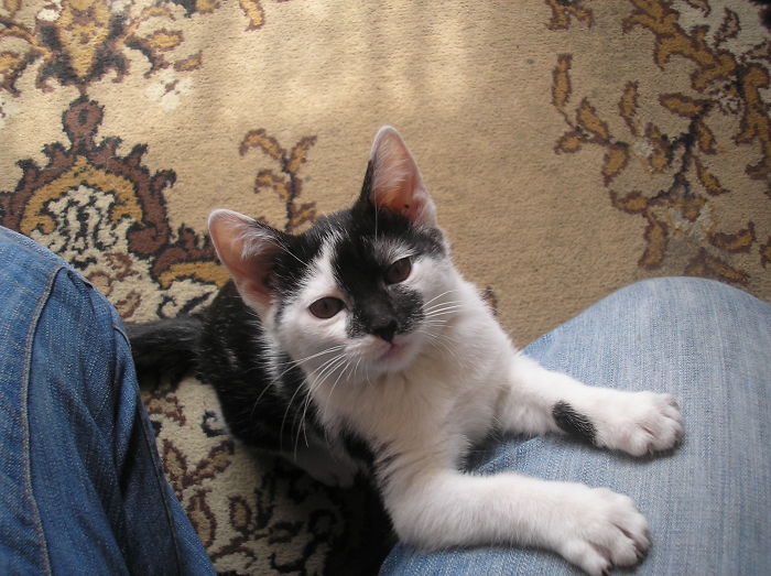 114 Of The Most Famous Cats On The Internet