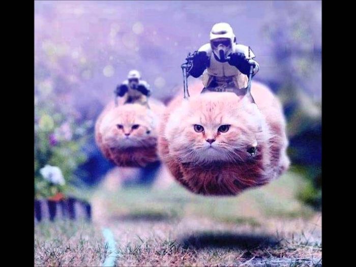 114 Of The Most Famous Cats On The Internet