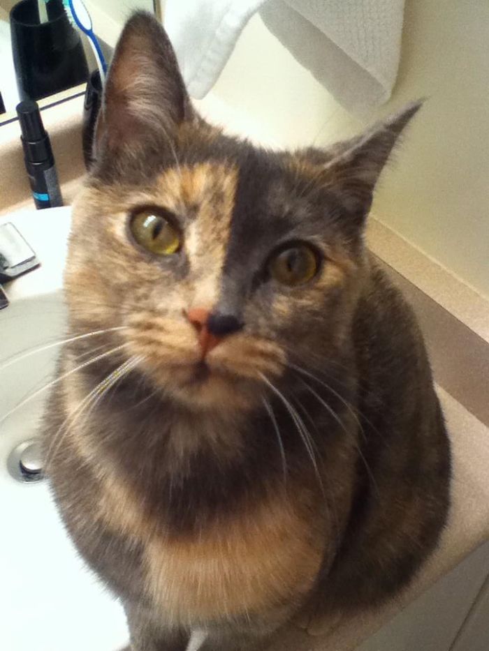 114 Of The Most Famous Cats On The Internet