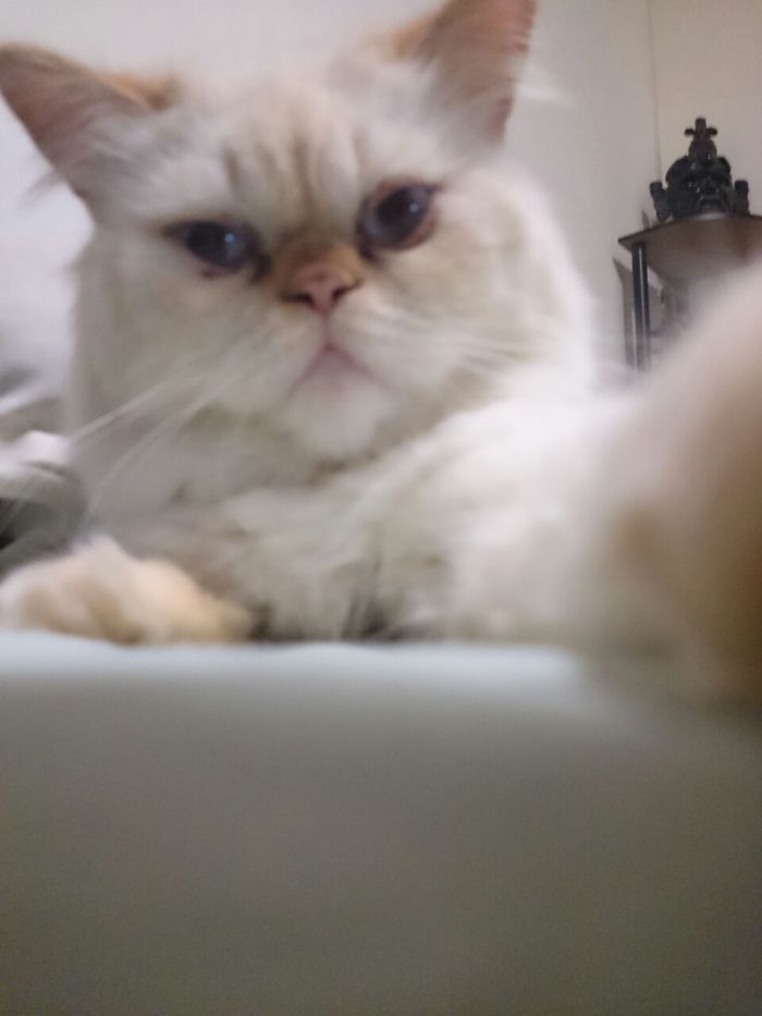 114 Of The Most Famous Cats On The Internet