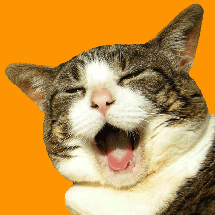 114 Of The Most Famous Cats On The Internet