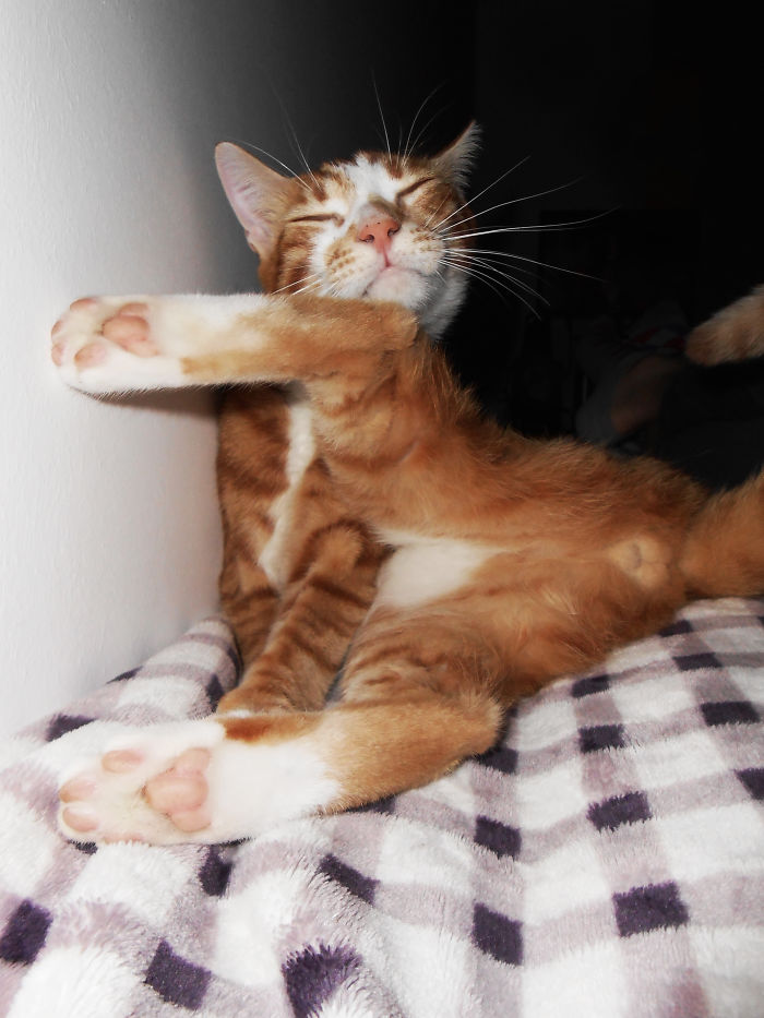 114 Of The Most Famous Cats On The Internet