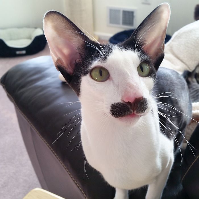 114 Of The Most Famous Cats On The Internet