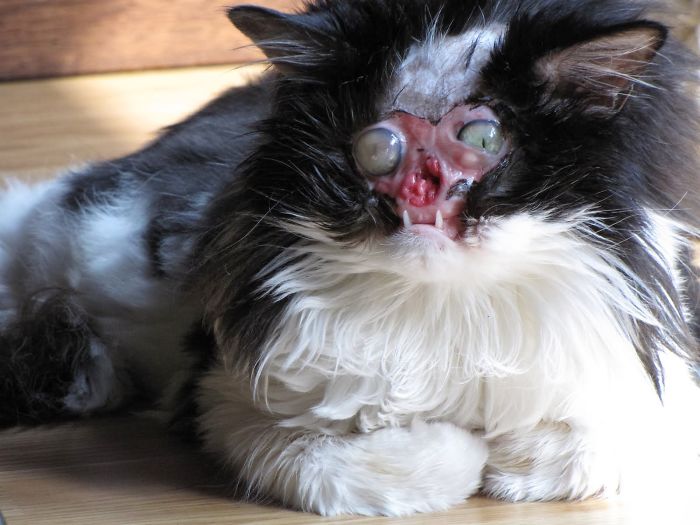 114 Of The Most Famous Cats On The Internet