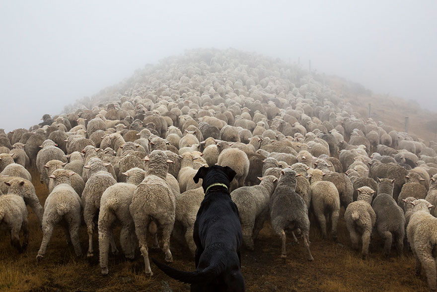 Photographer Takes Portraits Of The World’s Hardest-Working Dogs Photographer Takes Portraits Of The World’s Hardest-Working Dogs