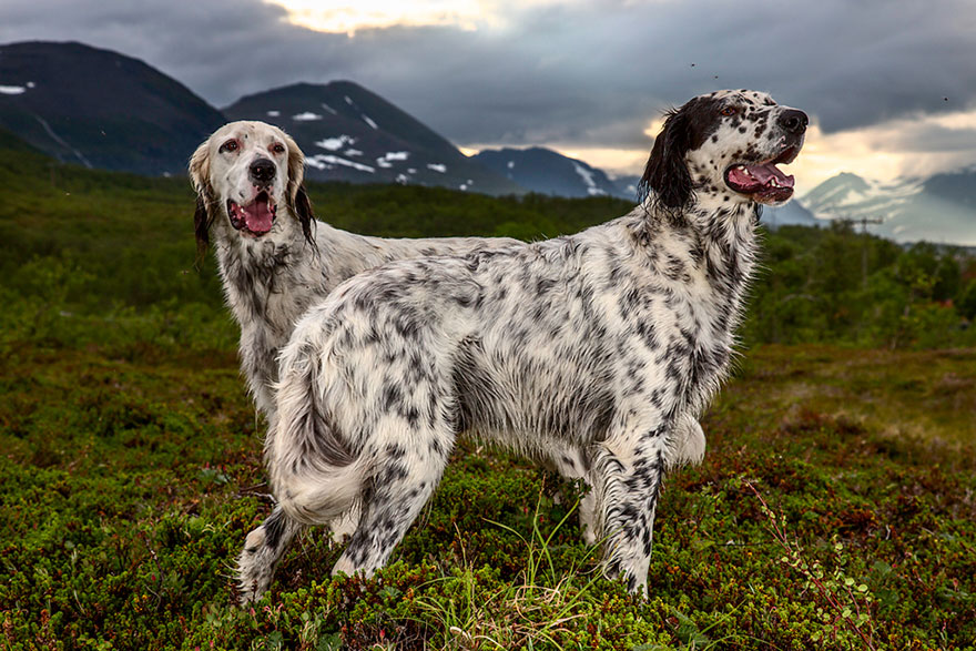 Photographer Takes Portraits Of The World’s Hardest-Working Dogs Photographer Takes Portraits Of The World’s Hardest-Working Dogs