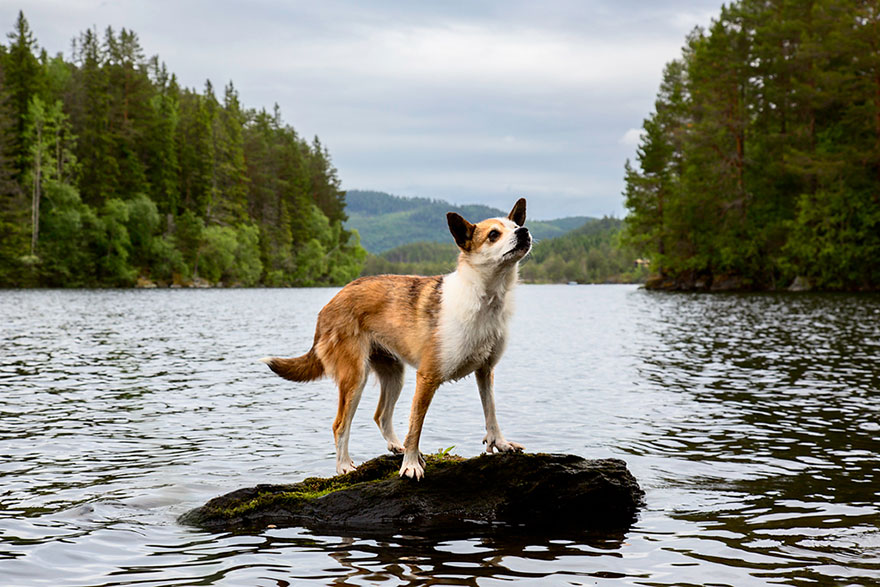 Photographer Takes Portraits Of The World’s Hardest-Working Dogs Photographer Takes Portraits Of The World’s Hardest-Working Dogs