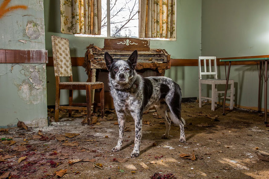 Photographer Takes Portraits Of The World’s Hardest-Working Dogs Photographer Takes Portraits Of The World’s Hardest-Working Dogs