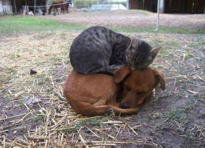 80 Cats Who Use Dogs As Pillows