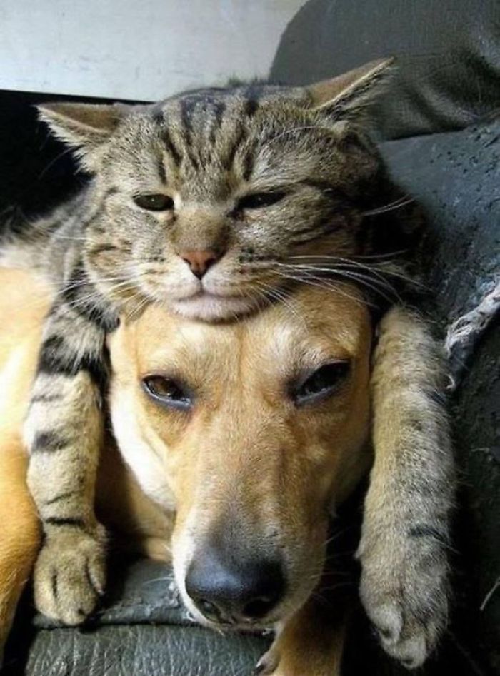 80 Cats Who Use Dogs As Pillows
