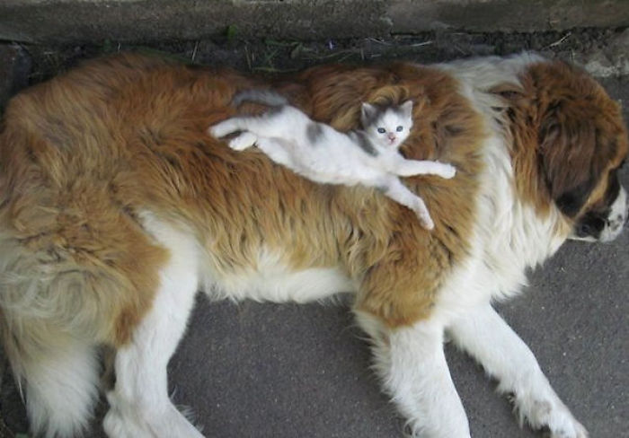 80 Cats Who Use Dogs As Pillows