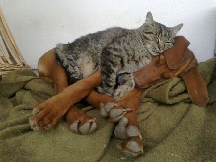 80 Cats Who Use Dogs As Pillows