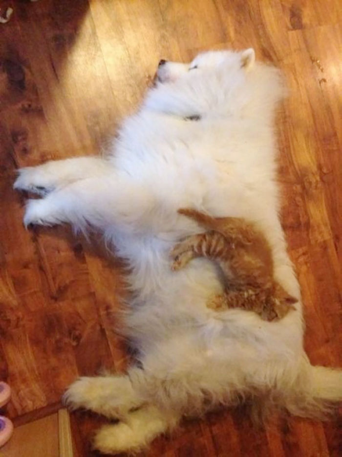 80 Cats Who Use Dogs As Pillows