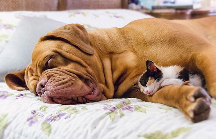 80 Cats Who Use Dogs As Pillows