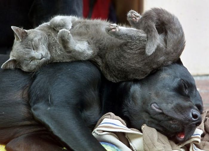 80 Cats Who Use Dogs As Pillows