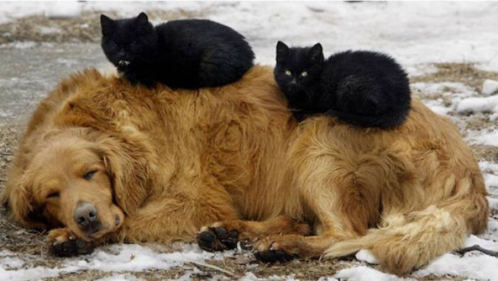 80 Cats Who Use Dogs As Pillows