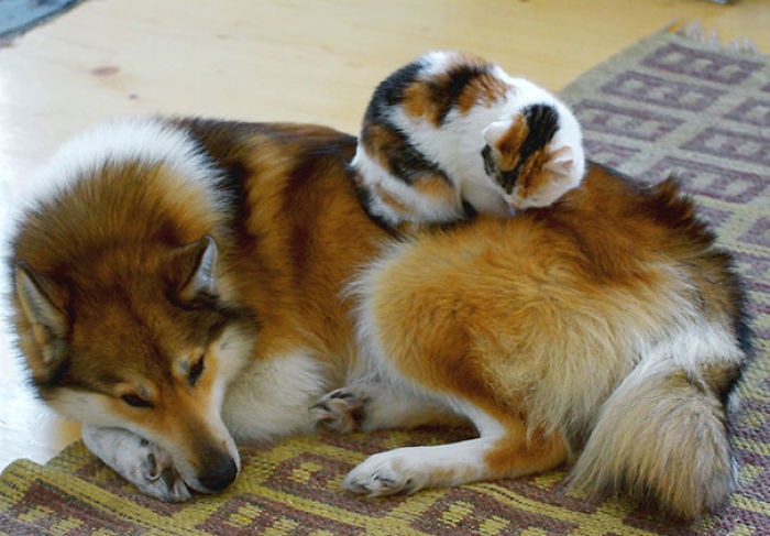 80 Cats Who Use Dogs As Pillows