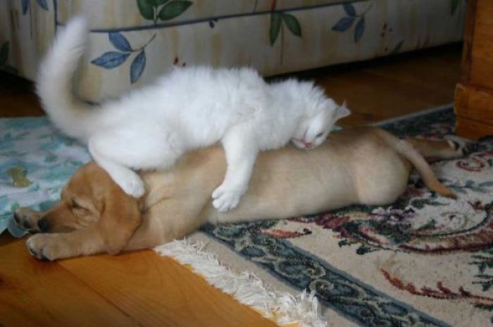 80 Cats Who Use Dogs As Pillows