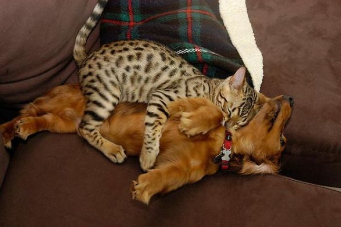 80 Cats Who Use Dogs As Pillows
