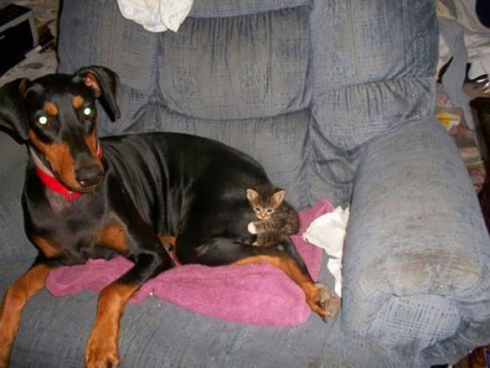 80 Cats Who Use Dogs As Pillows