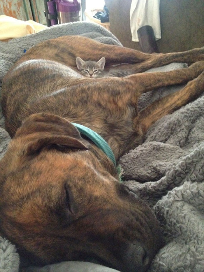 80 Cats Who Use Dogs As Pillows
