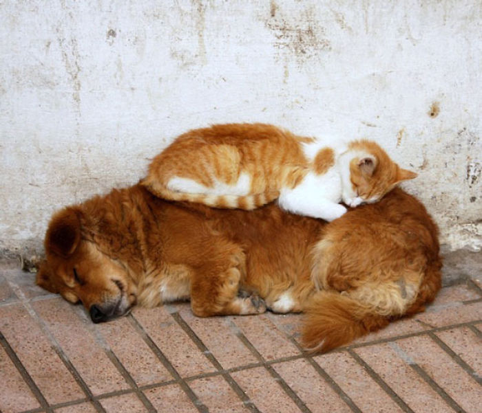 80 Cats Who Use Dogs As Pillows