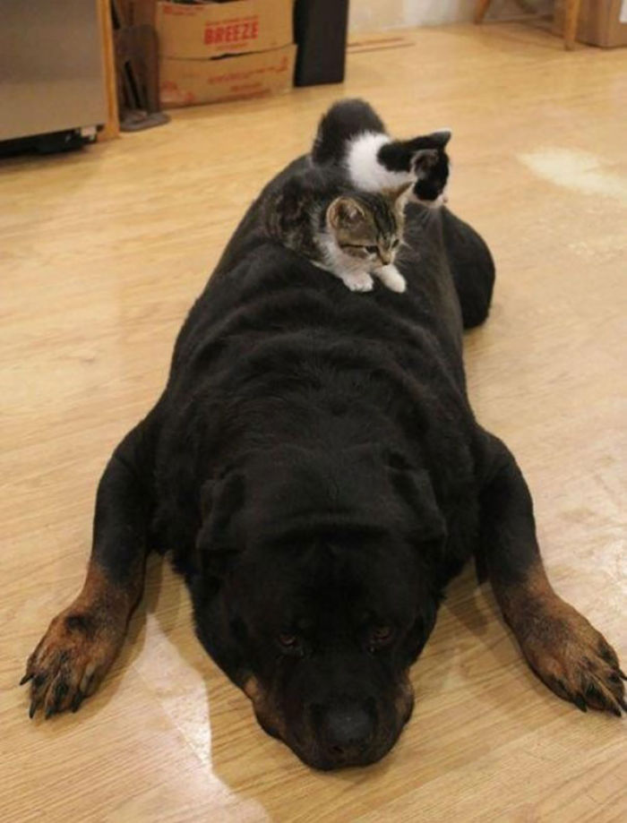 80 Cats Who Use Dogs As Pillows
