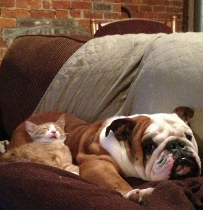 80 Cats Who Use Dogs As Pillows