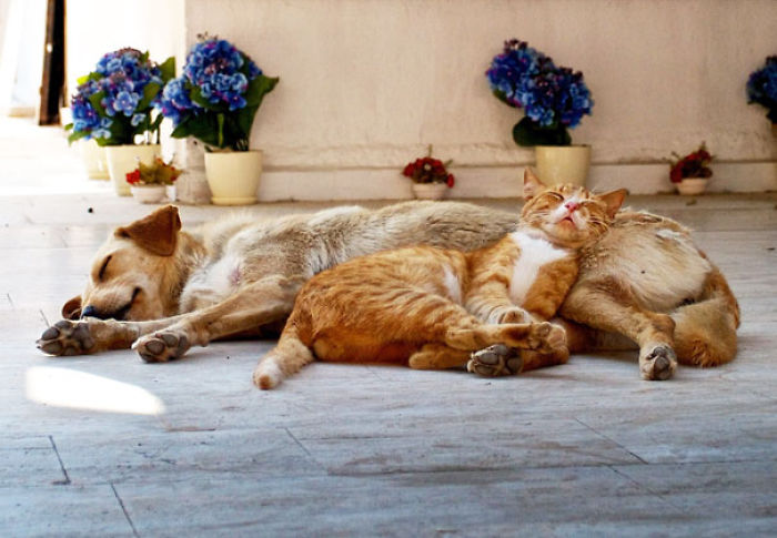 80 Cats Who Use Dogs As Pillows