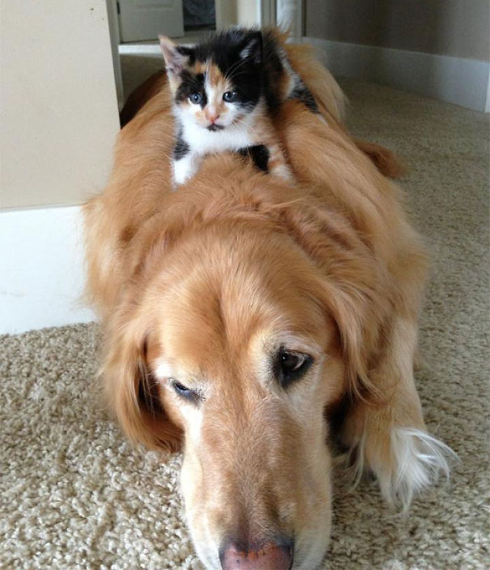 80 Cats Who Use Dogs As Pillows