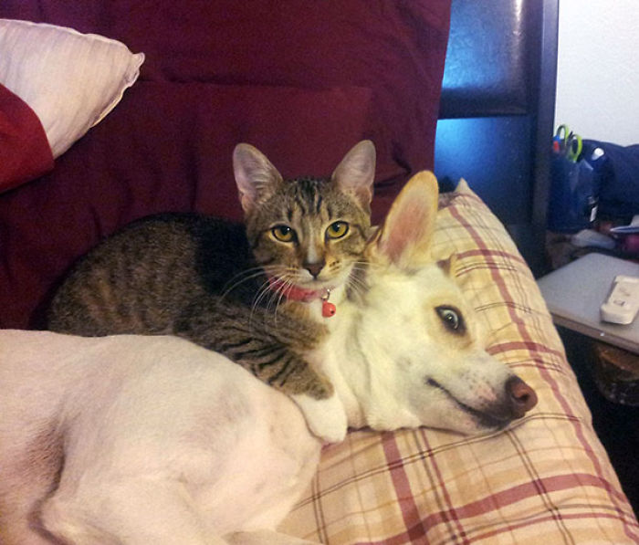 80 Cats Who Use Dogs As Pillows