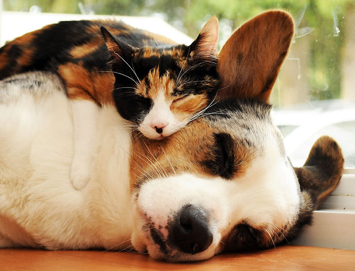 80 Cats Who Use Dogs As Pillows