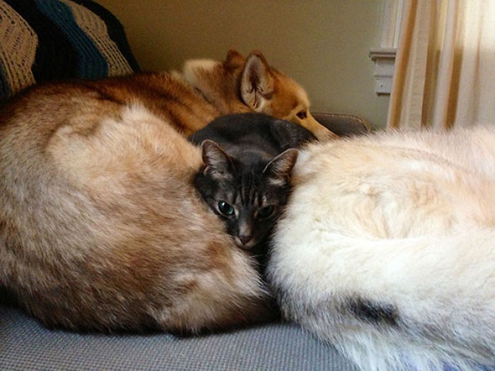 80 Cats Who Use Dogs As Pillows