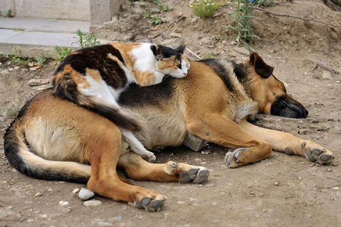80 Cats Who Use Dogs As Pillows
