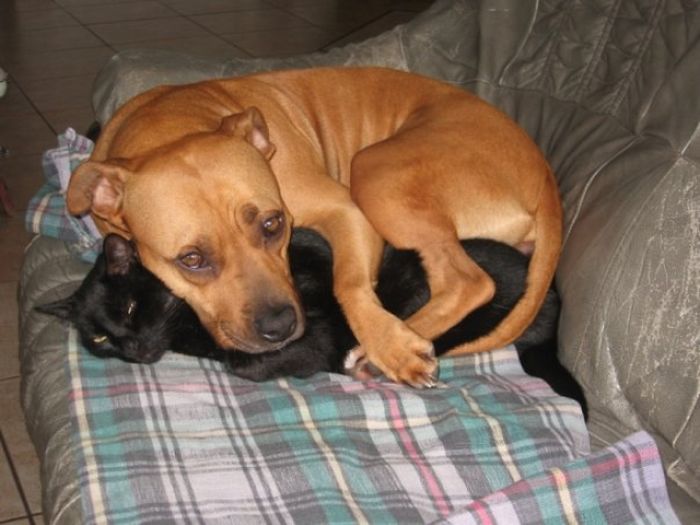 80 Cats Who Use Dogs As Pillows