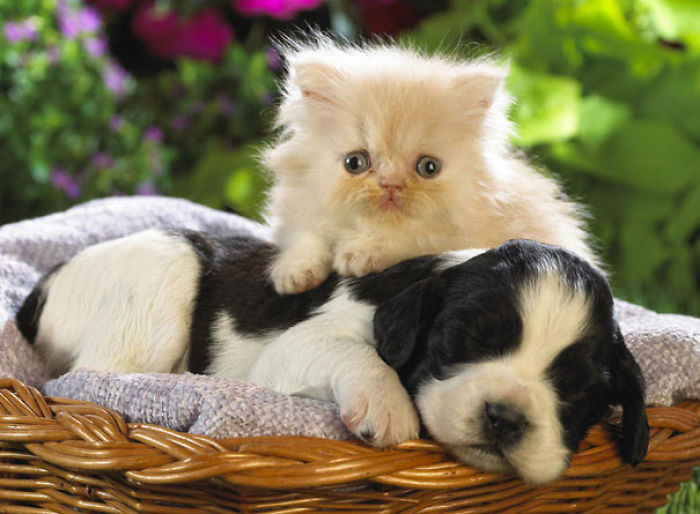 80 Cats Who Use Dogs As Pillows