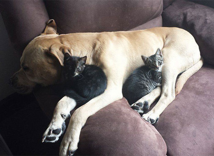 80 Cats Who Use Dogs As Pillows