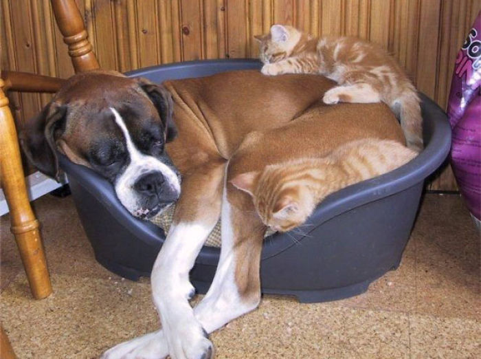 80 Cats Who Use Dogs As Pillows