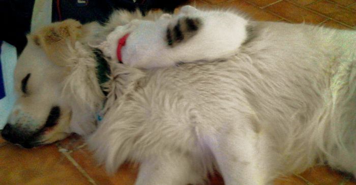 80 Cats Who Use Dogs As Pillows