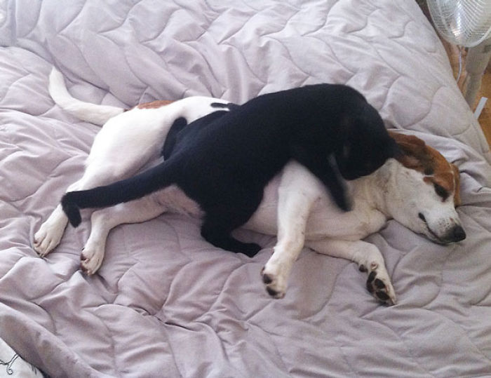 80 Cats Who Use Dogs As Pillows