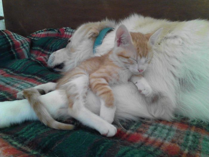 80 Cats Who Use Dogs As Pillows
